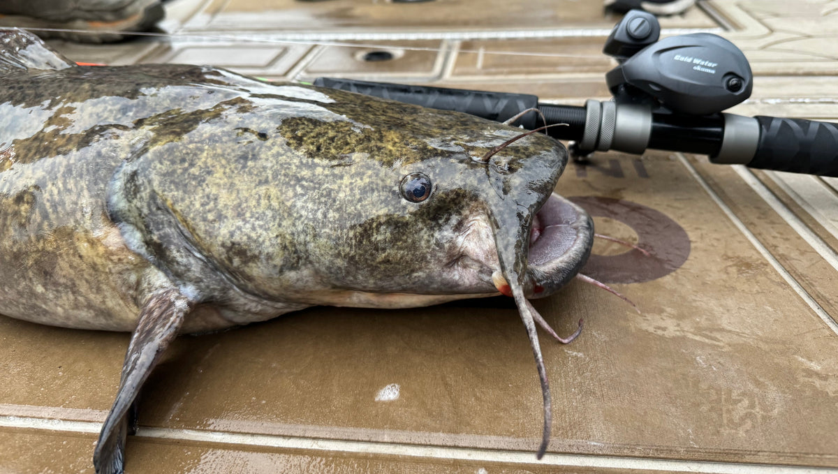 Bumping for Big Cats: Essential Gear, Pro Tips, and Killer Techniques