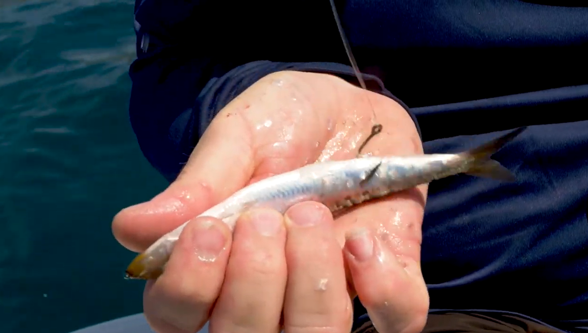 Tune-Up Tuesday: Rigging for Live Bait