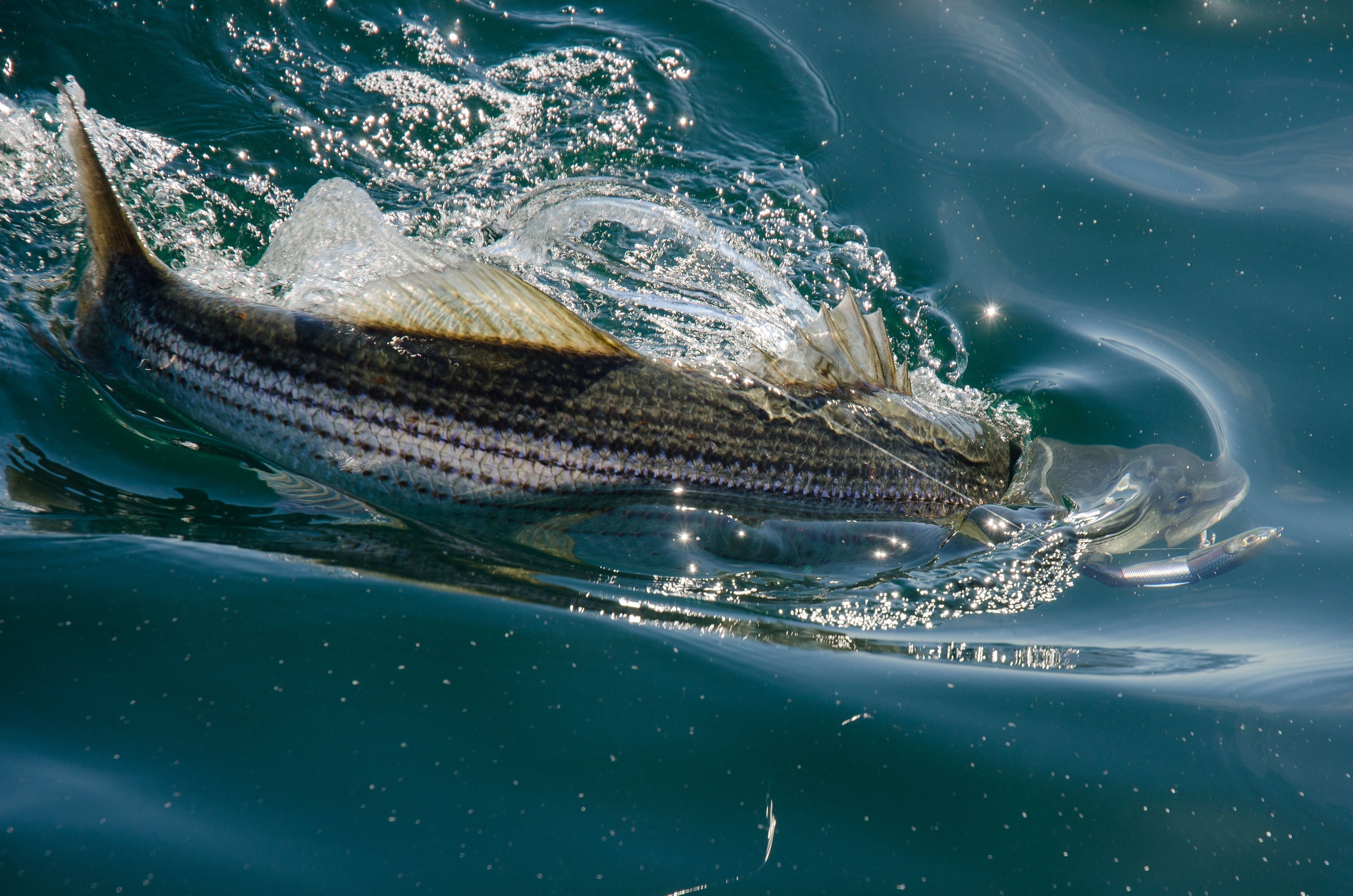 Fishing the San Francisco Bay Area: Species, Techniques, and the Perfect Rods for Every Trip - Okuma Fishing Tackle Corp