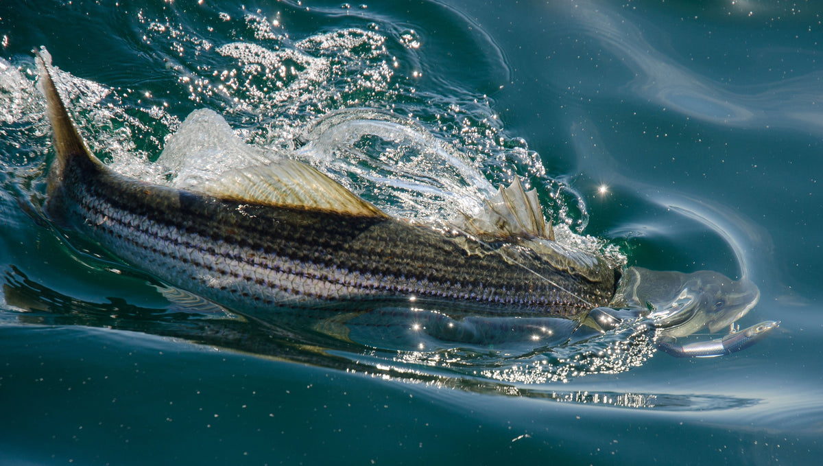 Fishing the San Francisco Bay Area: Species, Techniques, and the Perfect Rods for Every Trip