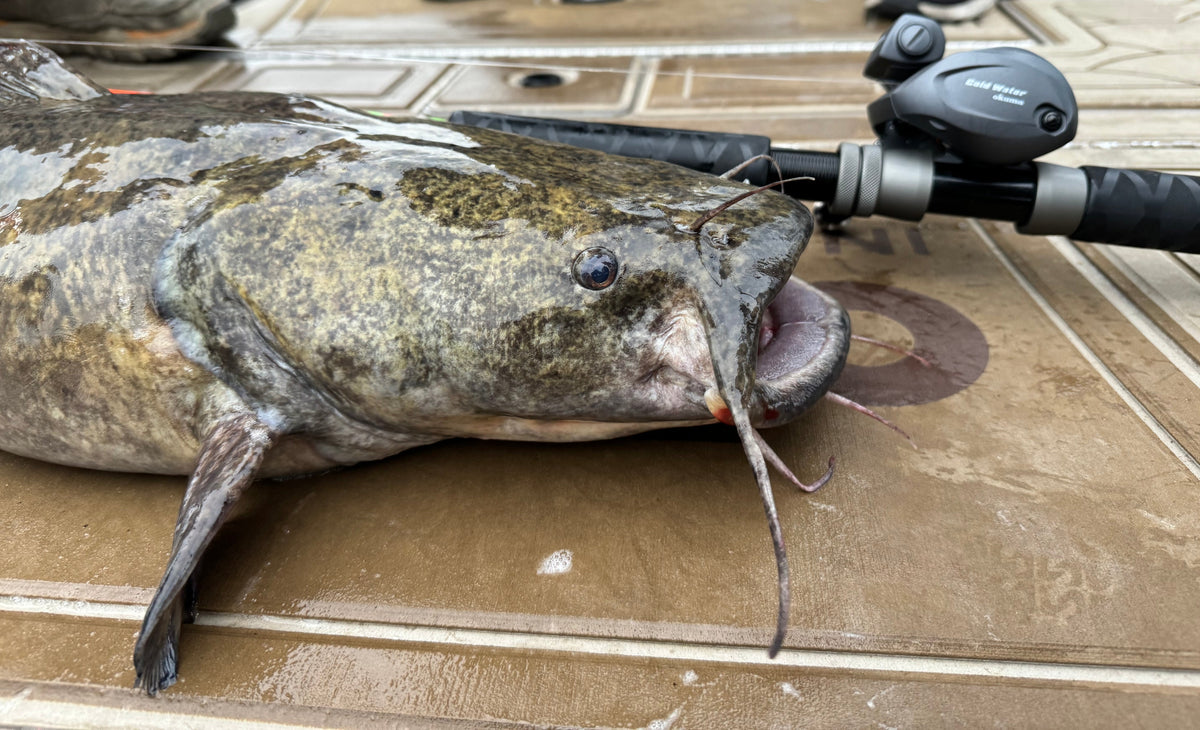 Bumping for Big Cats: Essential Gear, Pro Tips, and Killer Techniques - Okuma Fishing Tackle Corp