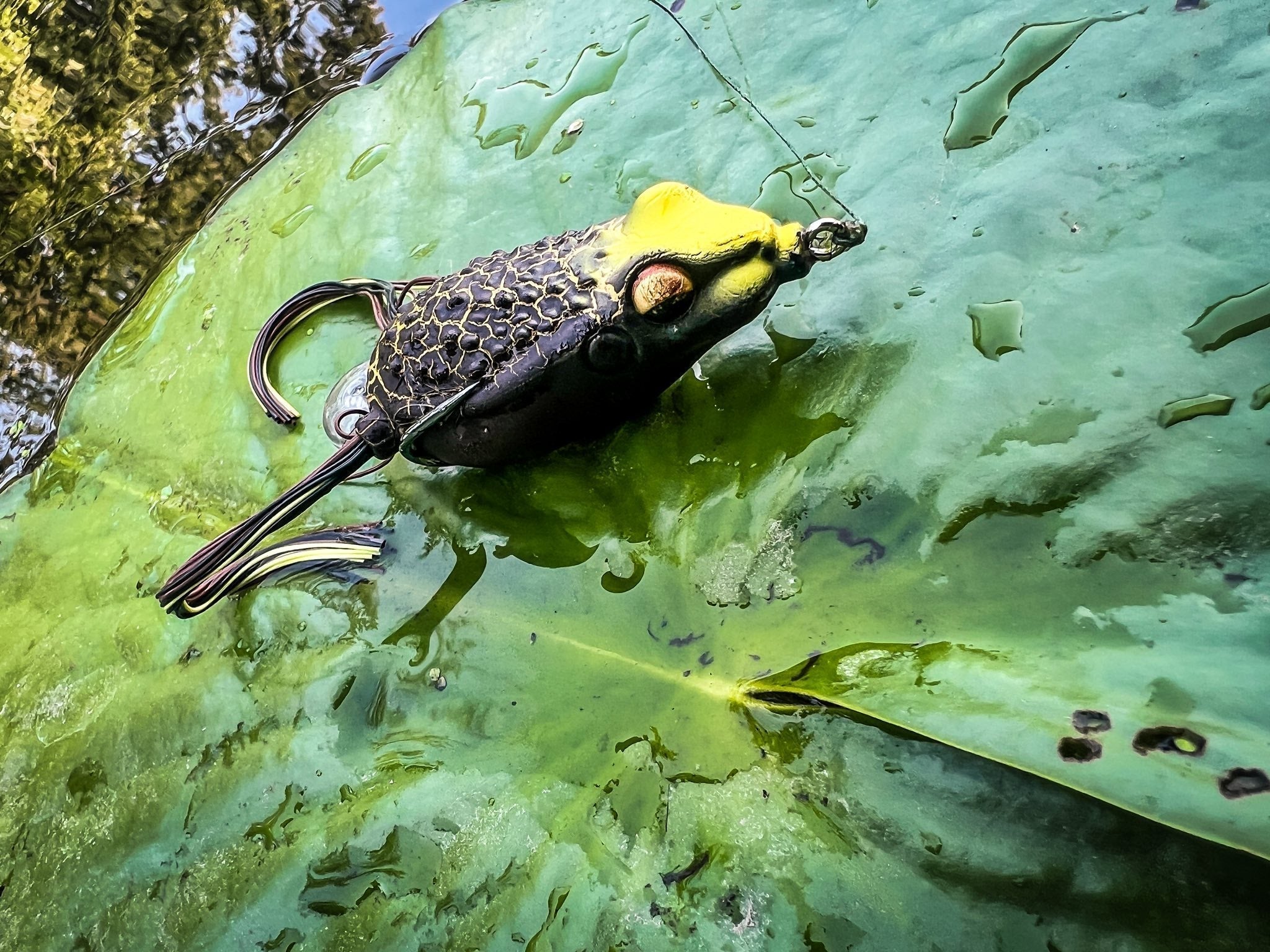 bass on frog lure Reaction Tackle 2.25" Hollow Body Frogs with Swimming Legs (2-Pack) Green Tree #20 mainly its ability to Stay at the Surface and Hover over Extreme Cover for ultimate success cast after cast Why Frog Baits Work So