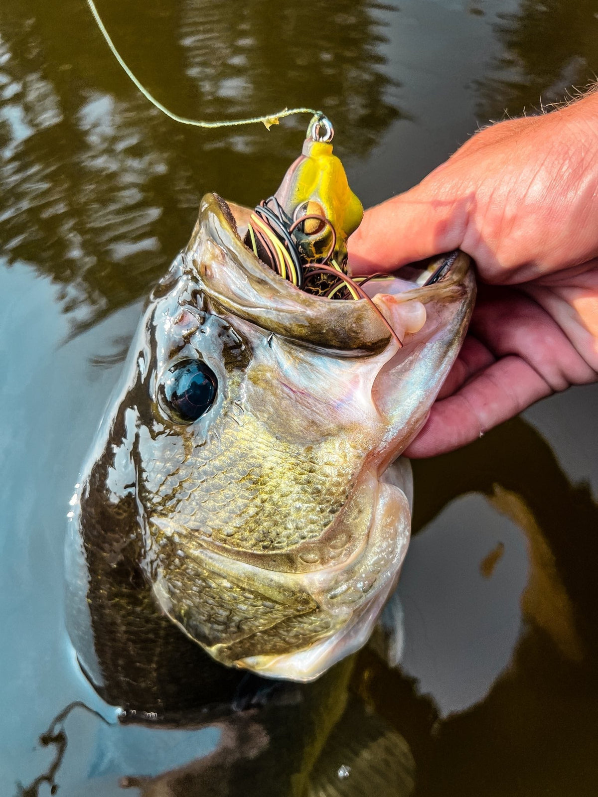 The Evolution of the Rattle Toad – Introducing the FishLab Rattle Toad Pro - FishLab