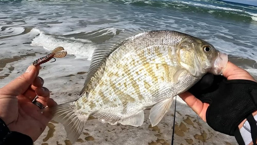 Surf Fishing in Southern California: Targeting Halibut, Perch, and Corbina - Okuma Fishing Tackle Corp