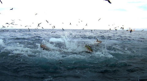 West Coast Collection