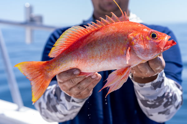 Live Bait & Bottom Fishing