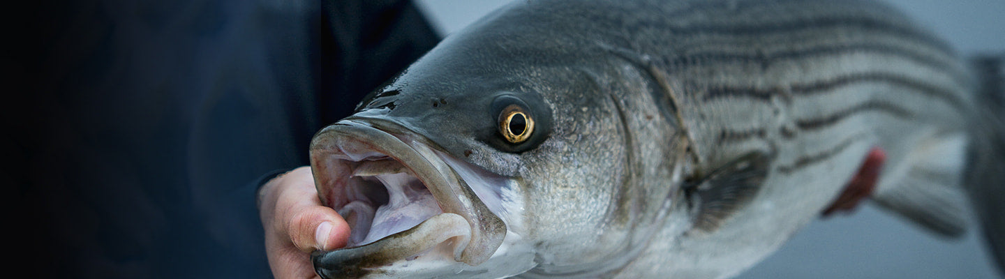 Striper