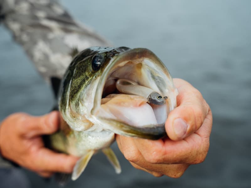 Alpha Underspin Swimbait _ Alpha-800-02