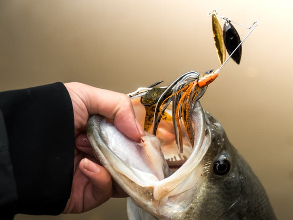 Bio-Blade Willow Spinnerbait _ Bio-Blade_Willow-800-01