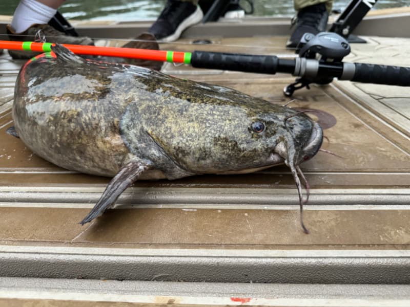 okuma classic pro catfish casting rod Cat Slayer Spinning and Baitfeeder Combos With a 2 Okuma CP-LT-762M Classic Pro GLT