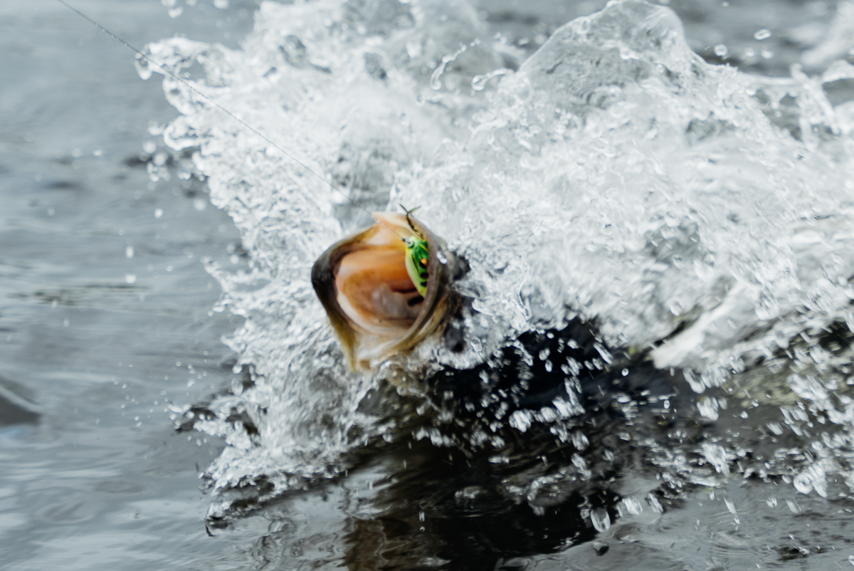 A close-up action shot of a fish jumping out of turbulent water, with a bright green and orange fishing lure visible in its mouth.