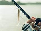 Nature Series Minnow _ NS_Minnow-800-01
