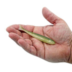 Nature Series Minnow _ NatureSeriesMinnow_Ayu_A_3_14220a82-e6f2-4b6c-b725-7f9324f81f82