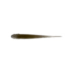 Nature Series Minnow _ NatureSeriesMinnow_TennesseShad_A_2