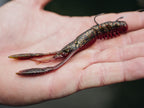 Nature Series Neko Flex Craw _ Neko_Craw-800-02