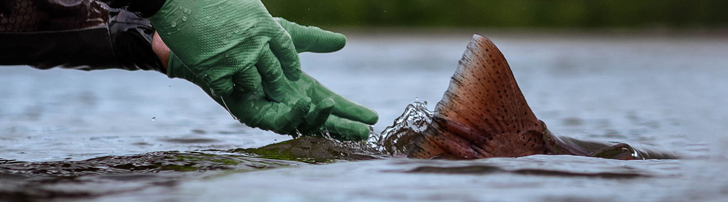 Salmon & Steelhead