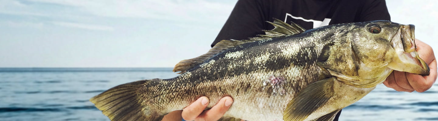 West Coast Inshore