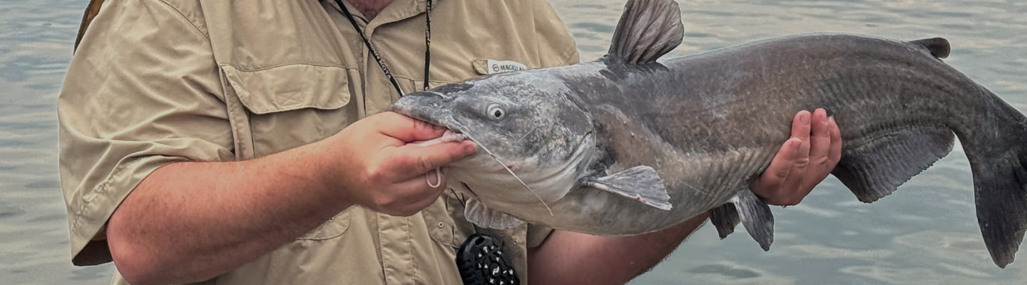 Catfish