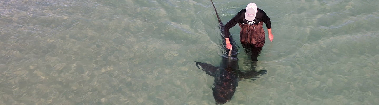 Land Based Shark