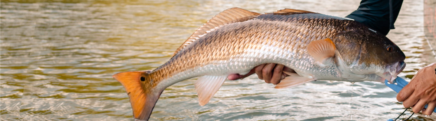Southeast Inshore