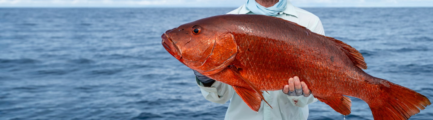 Grouper & Rockfish