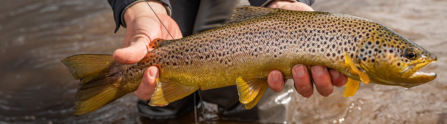 Trout