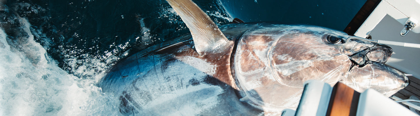 Tuna & Billfish