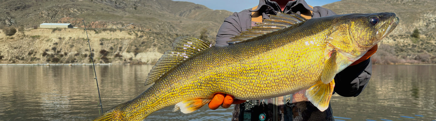 Walleye & Musky