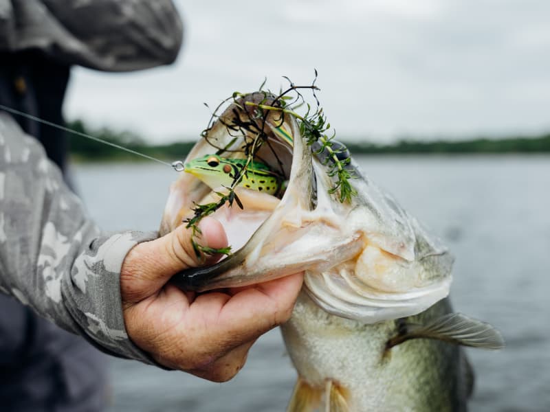 best bass toad lure UFF Swamp Mutant 5-Pack 3.5 Topwater Frog for UrbanFloridaFishing The body design and streamlined legs increase walking ability while keeping the leg material away from hook points to prevent fouling Rattle Toad Pro | FishLab