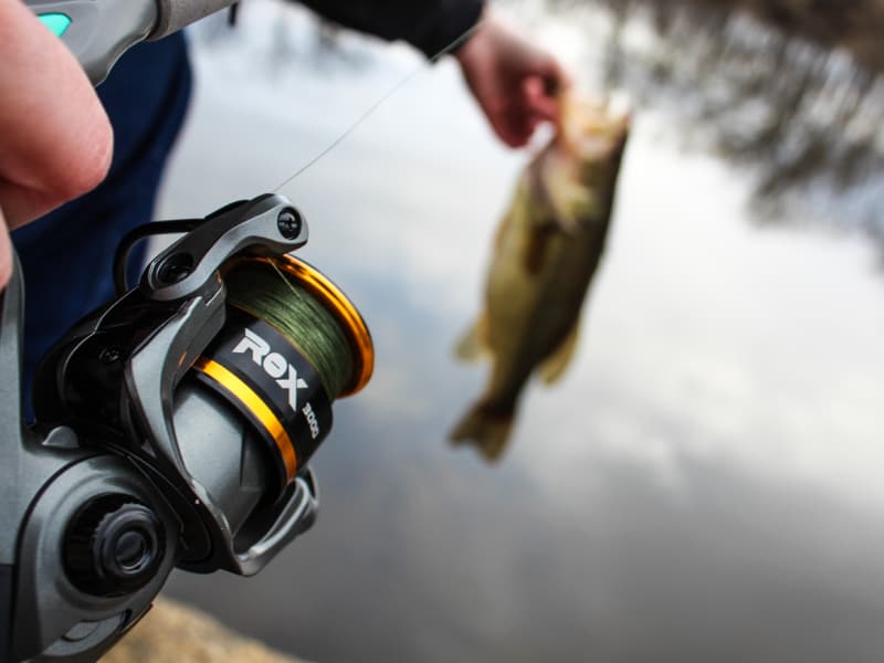 1000 fish reeled in per duel Penn 6000 Fierce IV Spinning Reel Fully metal frame and side plate $1000 Reel SPOOLED by MASSIVE