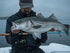 files/SRT_Elite-800-01.jpg