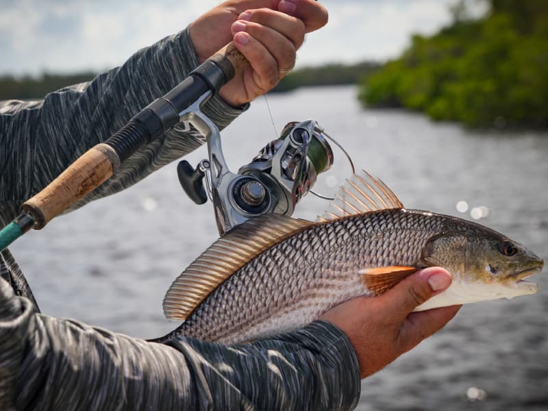 1000 series reels for speckled trout fishing Reel With Okumas HDGII Choosing the right reel ratio